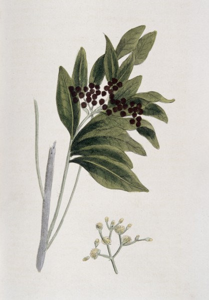 Allspice, 1823. Artist: Unknown