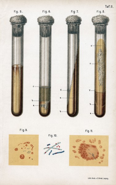 Various types of bacteria, 1889. Creator: Unknown.