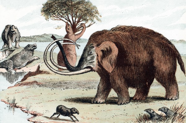 Woolly mammoth (Mammuthus), 1892. Artist: Unknown