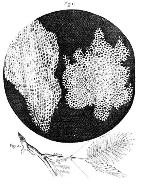 Hooke's observations of the cellular structure of cork and a sprig of Sensitive Plant, 1665. Artist: Unknown