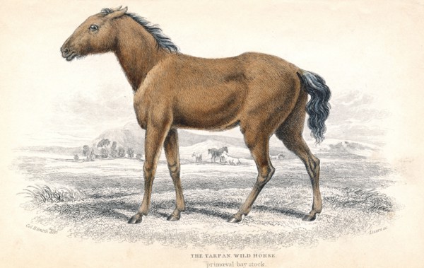 Tarpan, 1830. Artist: William Home Lizars