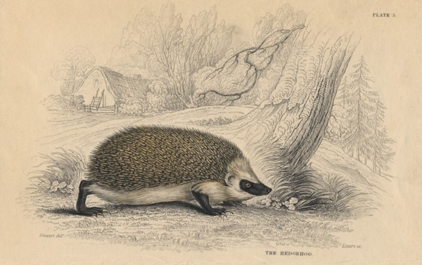 Hedgehog (Erinaceus europeas), 1828. Artist: Unknown