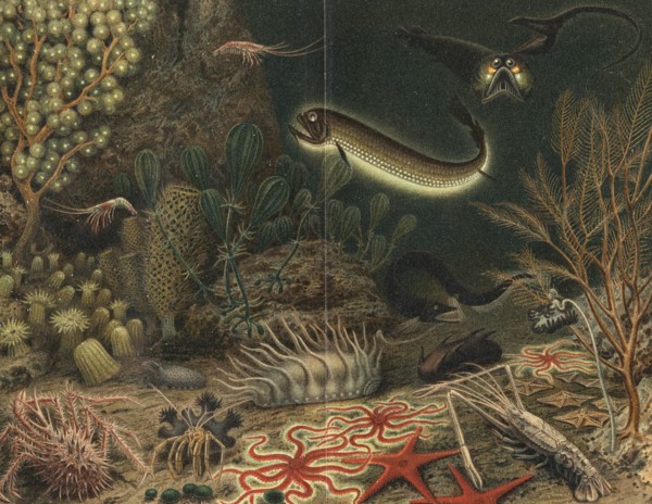 Artist's impression of deep sea scene with luminous fishes, 1903. Artist: Unknown