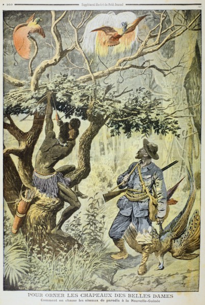 Killing Birds of Paradise, New Guinea, 1908. Artist: Unknown