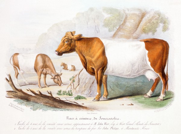 Somerset cows, 1842. Artist: Unknown