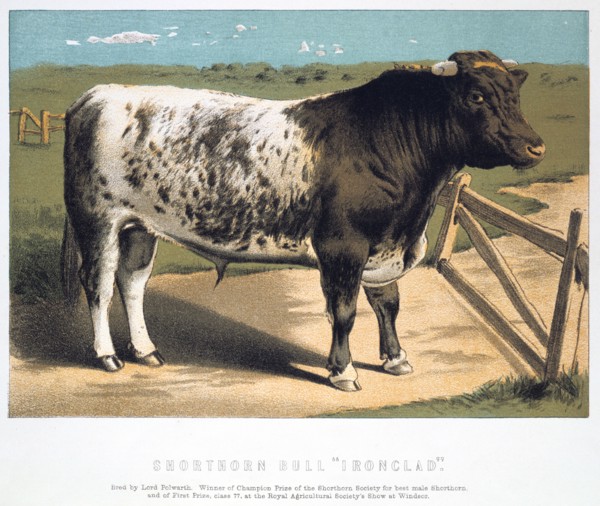 'Shorthorn Bull 'Ironclad'', 1875. Artist: Anon