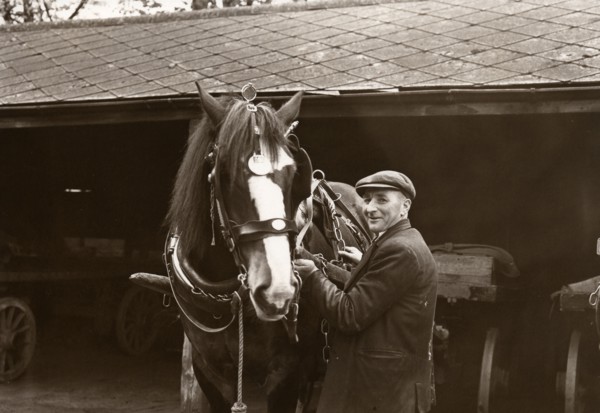 A Rowntree's working horse with driver,  York, Yorkshire,  1955. Artist: Unknown