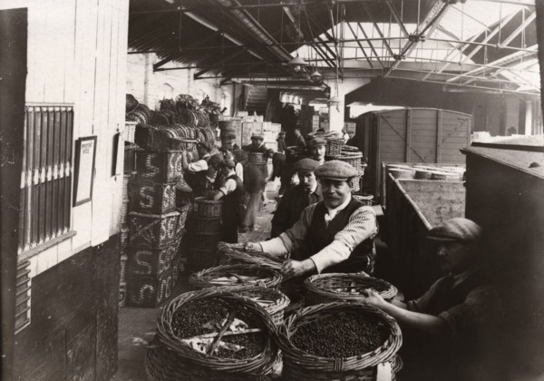 Men unloading baskets of blackcurrants from train, Rowntree factory, York, Yorkshire, 1920. Artist: Unknown