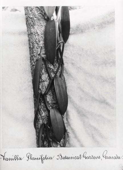Close-up shot of Vanilla (Vanilla Planifolia), Grenada, 1897. Artist: Unknown