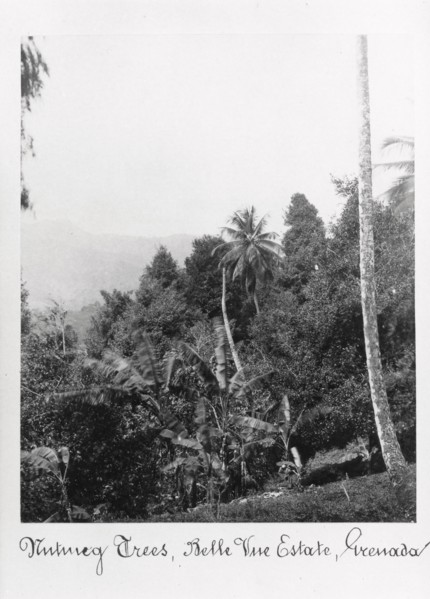 Nutmeg trees, Grenada, Bell Vue Estate, 1897. Artist: Unknown
