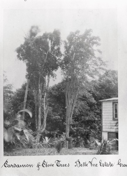 Cardamon and Clove trees, Grenada, Bell Vue Estate, 1897. Artist: Unknown