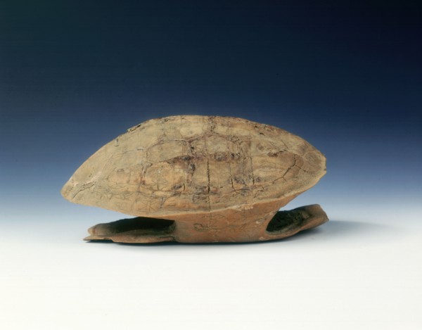 Petrified tortoise shell with oracle bone inscriptions, possibly Shang Dynasty, China, c1400 BC. Artist: Unknown