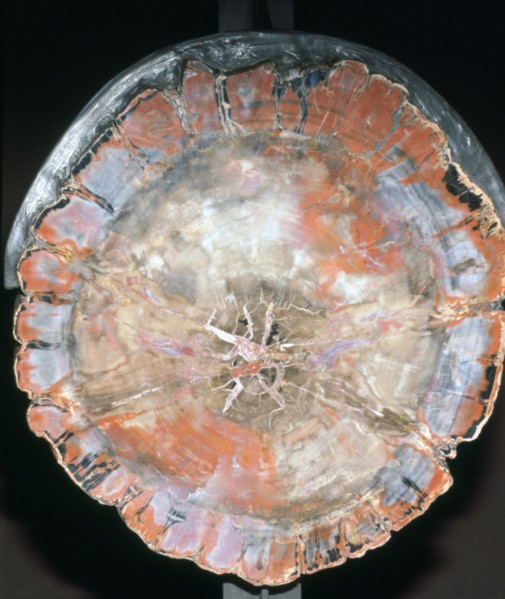 Petrified Wood. Artist: Unknown