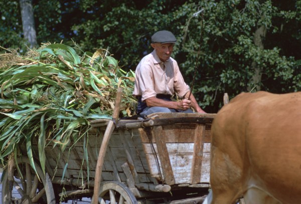 Farmer and his cart in Hungary. Artist: CM Dixon Artist: Unknown