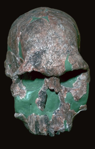 Skull of Homo Habilis. Artist: Unknown