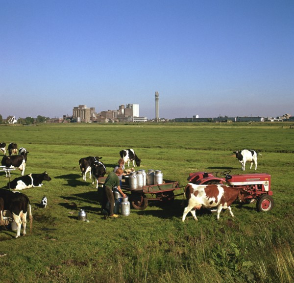 Cattle-milking in fields north-west of Amsterdam. Artist: Unknown