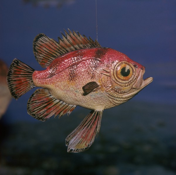 Model of a Pristigenus Substriatus. Artist: Unknown