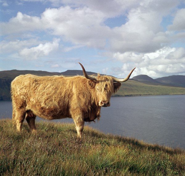 Highland cows on the Isle of Skye.