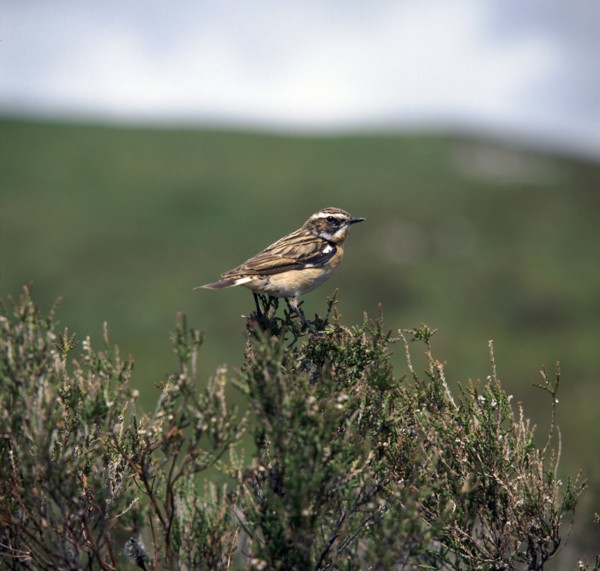 Male Whinchate.