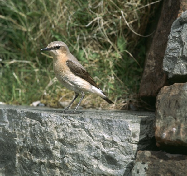 Wheatear.