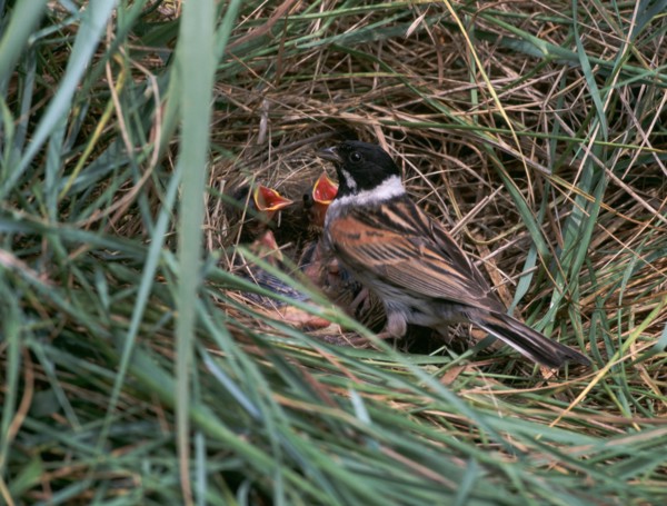 Male Reed Bunting at a nest.