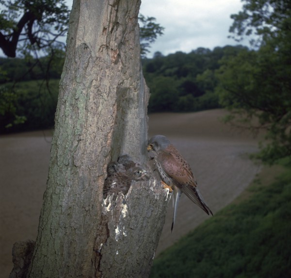 Kestrel at nest.