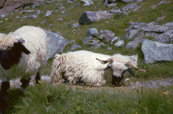 Mountain sheep in Switzerland. Artist: Unknown