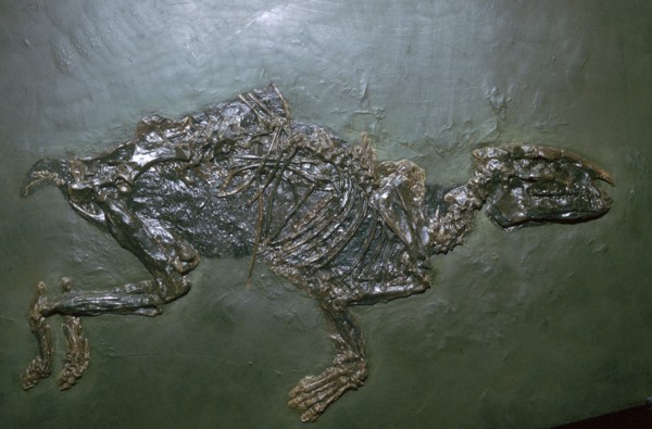 Primitive Horse Fossil. Artist: Unknown