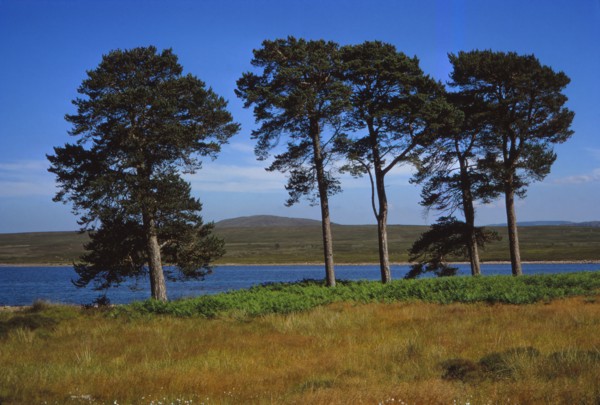 Pine Trees at Loch Ashie, 6 miles south of Inverness, Inverness-shire, 20th century. Artist: CM Dixon.