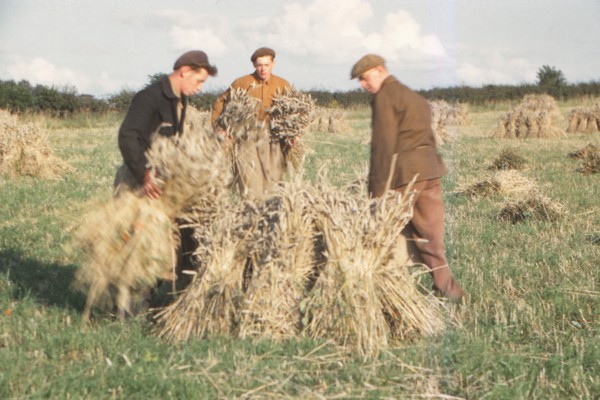 Stooking Corn Wheat in August, Yorkshire, c1960. Artist: CM Dixon.