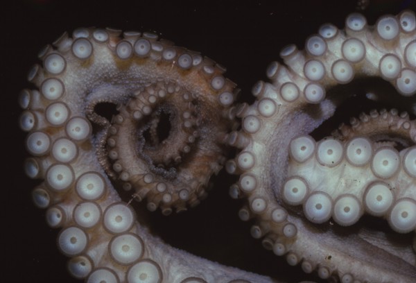 Octopus (Octopus vulgaris), Tentacles, 20th century. Artist: CM Dixon.