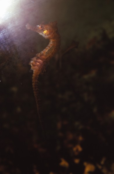 Seahorse, (Hippocampus), 20th century. Artist: CM Dixon.