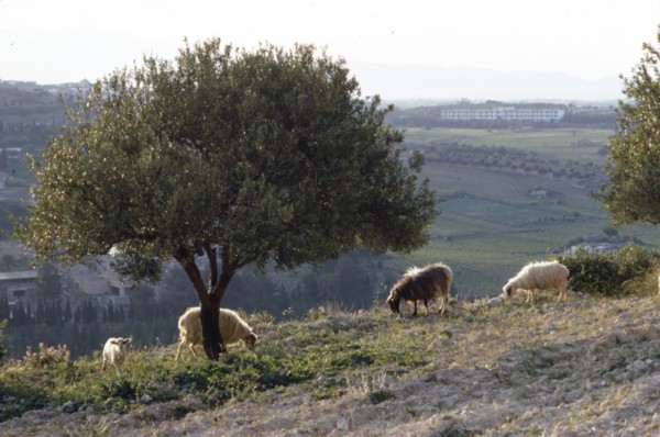 Sheep near Knossos with Olive tree in April at dusk, Crete, c20th century. Artist: CM Dixon.