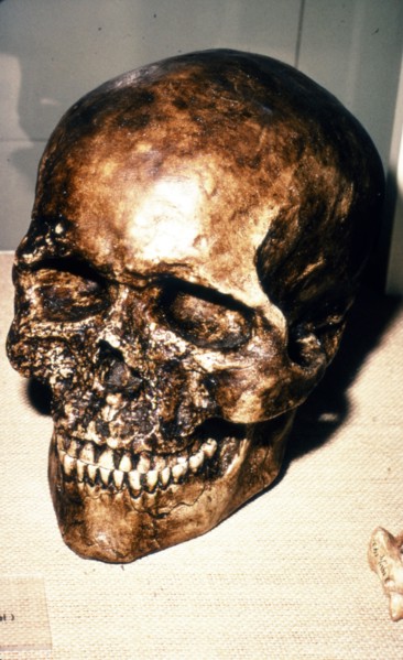 Reconstructed Skull of Cromagnon Man, c20th century. Artist: Unknown.