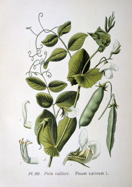 Field and garden pea, 1893. Artist: Unknown