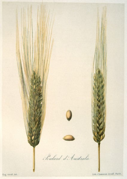 Ears of wheat, c1888. Artist: E Graff