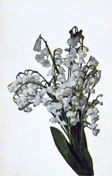 'Snowdrop', French flower postcard, c1900. Artist: Unknown