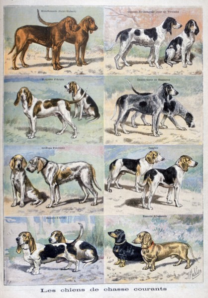 Gun dogs, 1897. Creator: P Mahler.