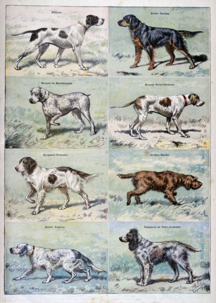 Gun dogs, 1897. Creator: P Mahler.
