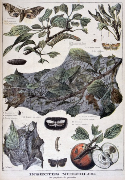 Harmful insects: moths that damage apple trees, 1897. Creator: F Meaulle.