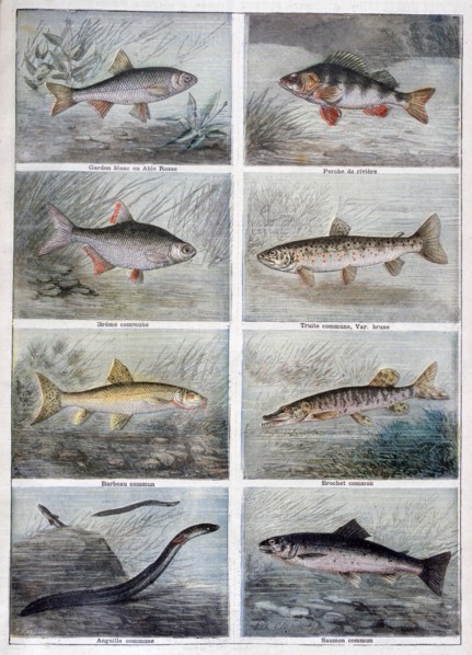 Freshwater fish, 1897. Creator: F Meaulle.