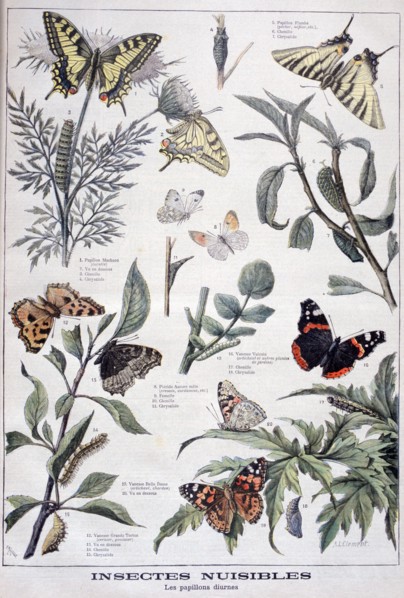 Harmful insects: daylight butterflies, 1897. Creator: F Meaulle.