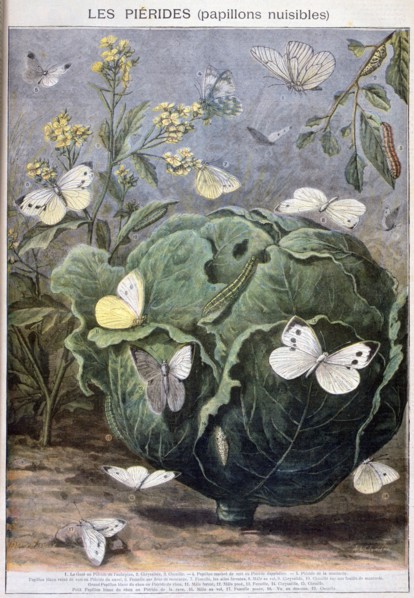 Pierid butterflies, 1897. Creator: F Meaulle.