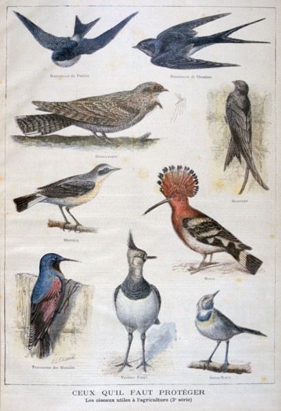 Birds that are protected, and helpful in agriculture, 1897. Creator: F Meaulle.