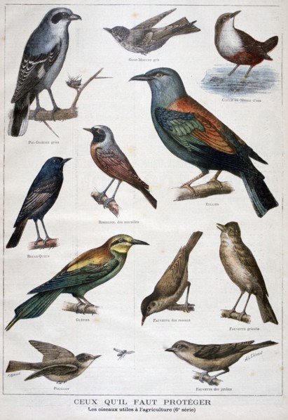 Birds that are protected, and helpful in agriculture, 1897. Creator: F Meaulle.
