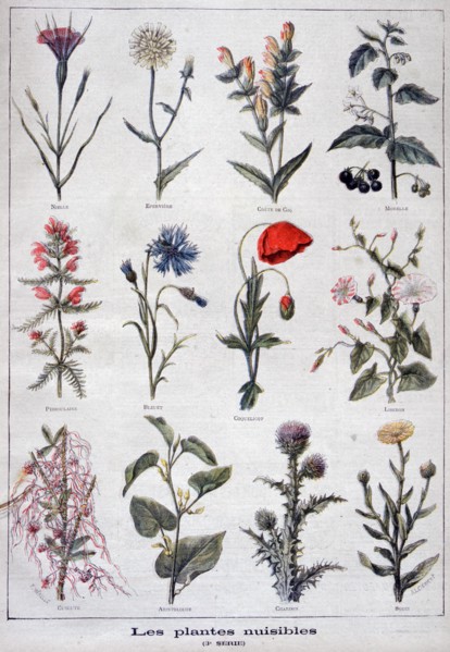 Harmful plants, 1897. Creator: F Meaulle.