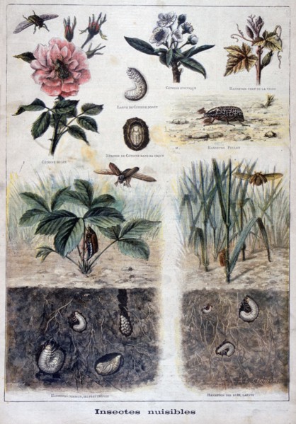 Harmful insects, 1897. Creator: F Meaulle.