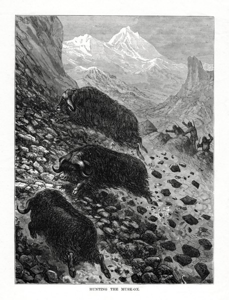 Hunting the musk-ox, 1877. Artist: Unknown