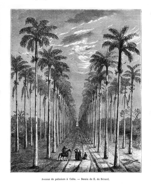 Avenue of palm trees, Cuba, 19th century. Artist: E de Berard