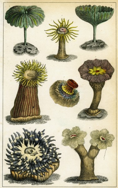 Sea anemones, c19th century.Artist: A Fullarton & Co